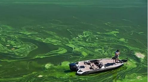 湖泊富營養化